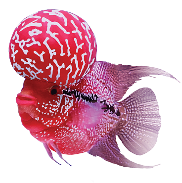 Okiko
