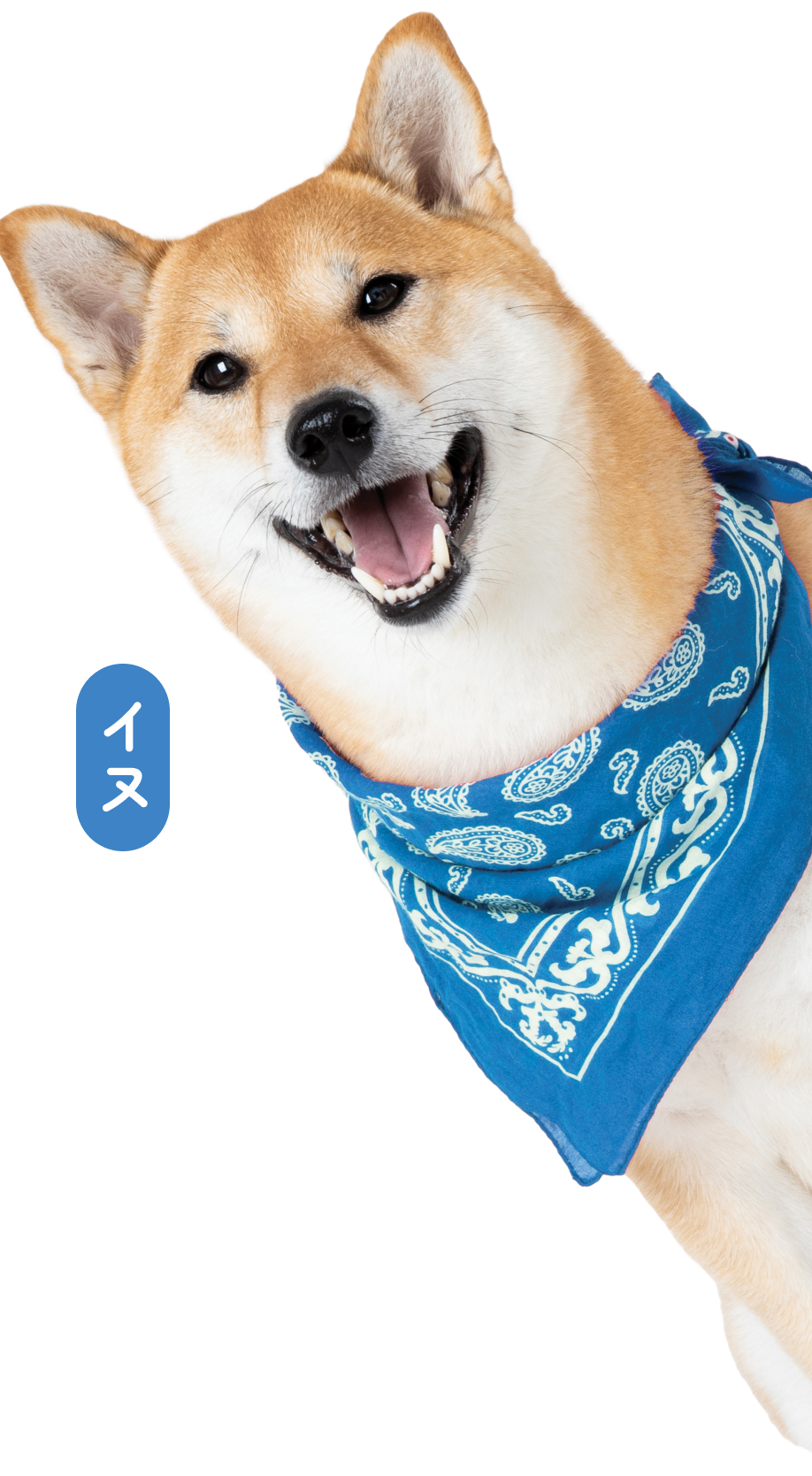 Okiko Dog Shiba Okiko Dog Shiba