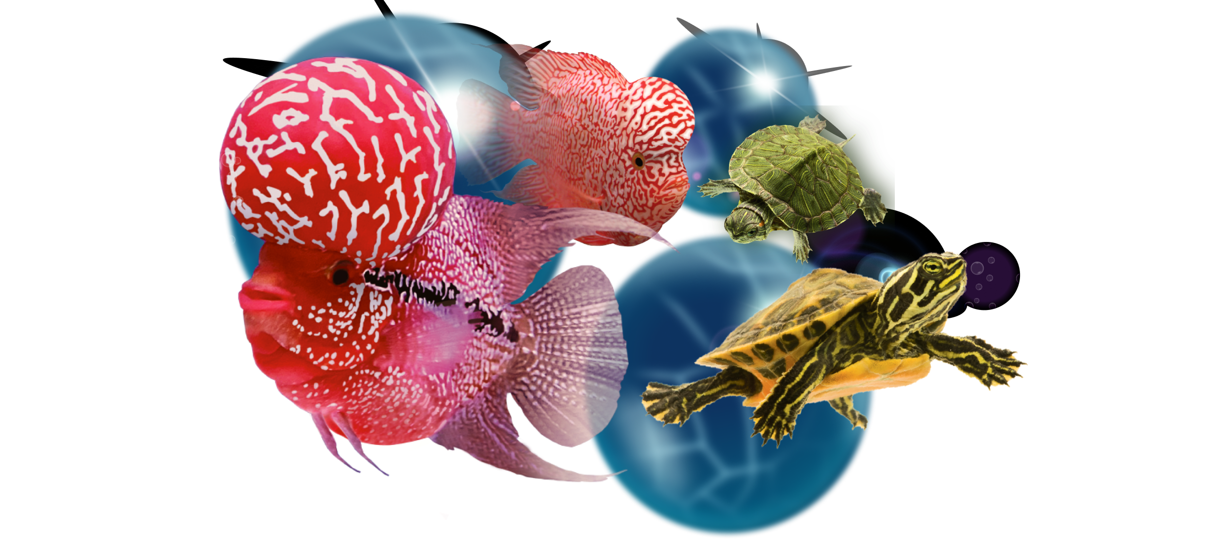 Background Aquarium