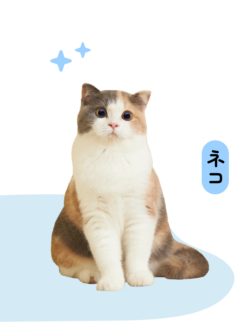Okiko Cat Okiko cat